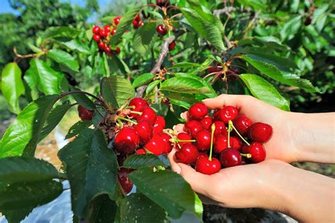 11 Best Cherry Picking NY Offers This Summer