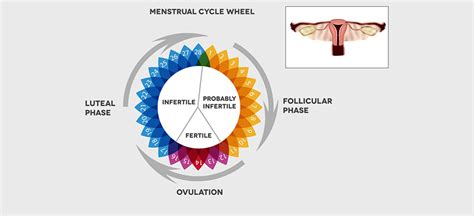 Luteal Phase Defect (LPD) - IVF