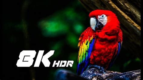 The 3 Best 8K Video Cameras Used by Professionals [2024]