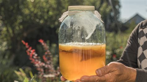 Here's What To Do If Your Kombucha SCOBY Grows Mold