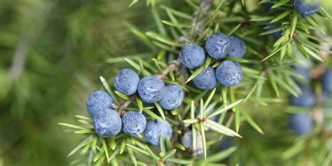 How To Grow Your Own Gin At Home - Juniper Berries