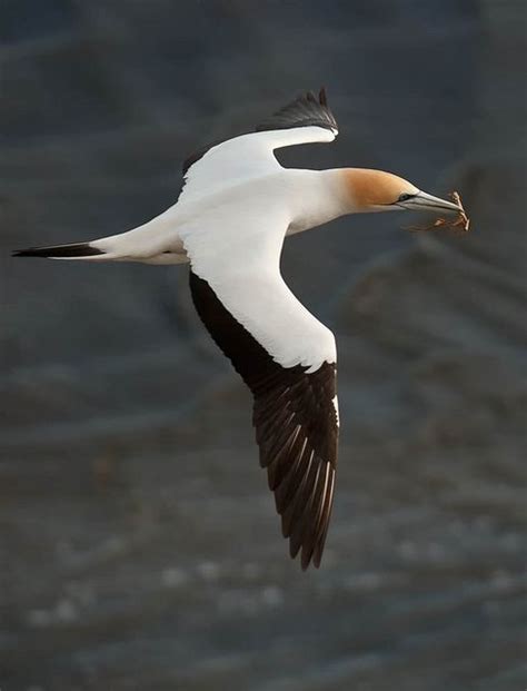 Muriwai Gannet Colony | Pet birds, Birds flying, Beautiful birds