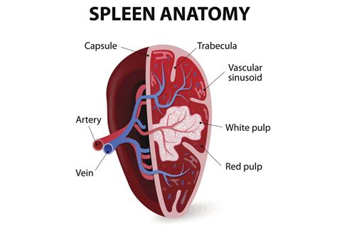 What does the spleen do? (3 functions) - Health Service Navigator