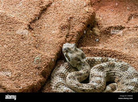 Sidewinder / horned rattlesnake / sidewinder rattlesnake (Crotalus ...