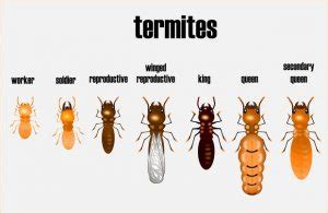 What Do Termites Look Like? Photos and Descriptions | Sophisticated EDGE