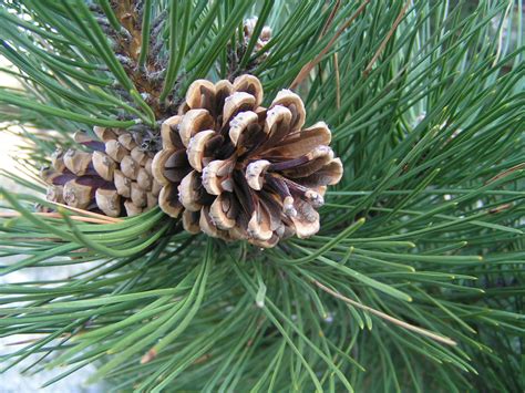 pine cone Free Photo Download | FreeImages