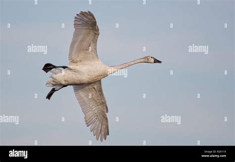 Tundra swan migration hi-res stock photography and images - Alamy