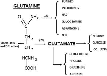 Pathways of glutamine and glutamate metabolism. The majority of ...