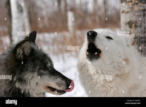 White Timber Wolf howling in Northern Minnesota Stock Photo - Alamy