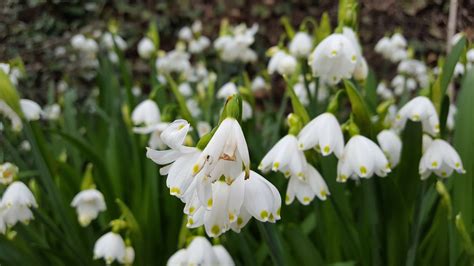 HOW TO GROW THE LODDON LILY - Leucojum aestivum |The Garden of Eaden