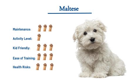 The Ultimate Maltese Dog Temperament Guide - PetScreening