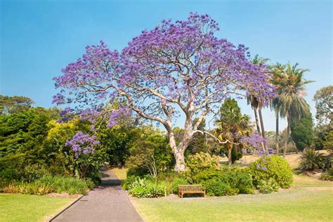 19 Gorgeous Large Flowering Trees