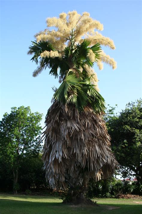 Flowering Talipot Palm (Corypha umbraculifera). The flowering stalk ...