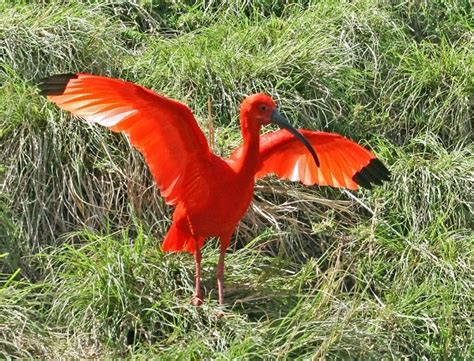 Haus Alpenz: The Scarlet Ibis – Trinidad Rum - 10,000 Birds