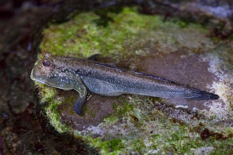 Atlantic Mudskipper Stock Photo - Download Image Now - iStock