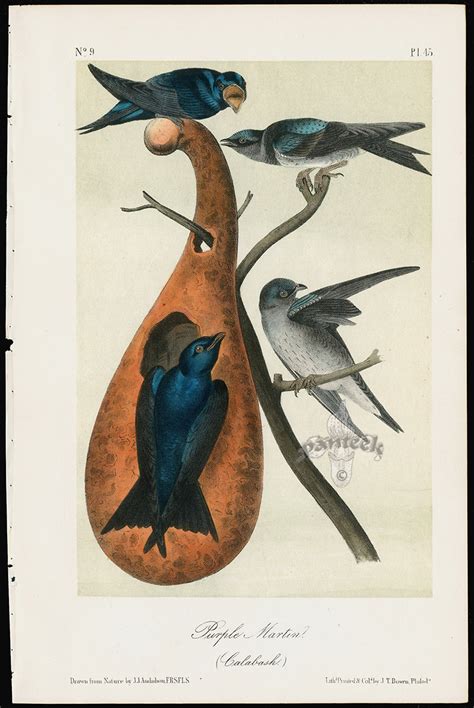 Audubon Birds America Purple Martin from Great Value Antique Audubon ...