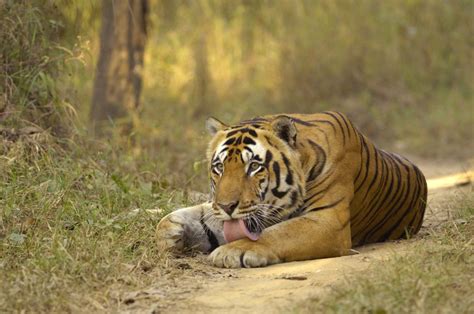 Kanha Tiger Reserve. Kanha Tiger Reserve National Park, is one of the ...