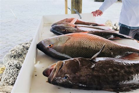 Snapper vs. Grouper: A Beginner’s Guide