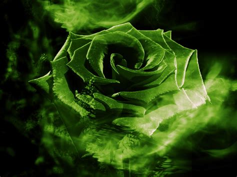 🔥 [70+] Green Rose Wallpapers | WallpaperSafari