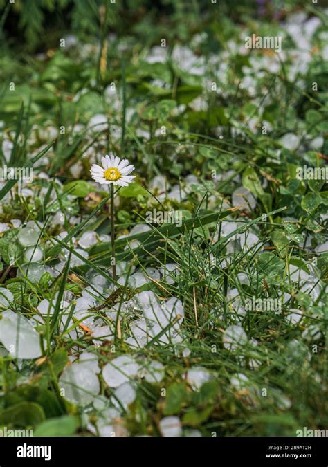 Hailstones ice parts in the grass with a white flower after a hail storm closeup selective focus ...