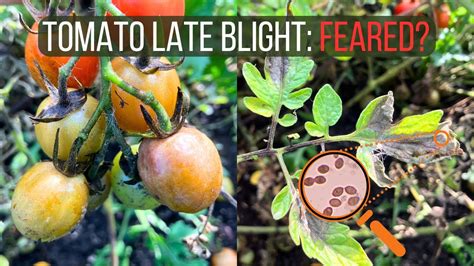 How to Identify and Cure Late Blight of Tomato (Phytophthora infestans ...