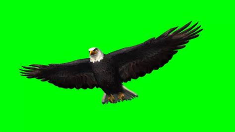 eagle gliding 1 - green screen Stock Footage Video (100% Royalty-free ...