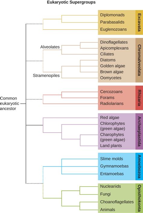 Unicellular Eukaryotic Parasites | Microbiology