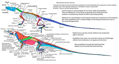 Monitor Lizard Muscle Anatomy - vrogue.co