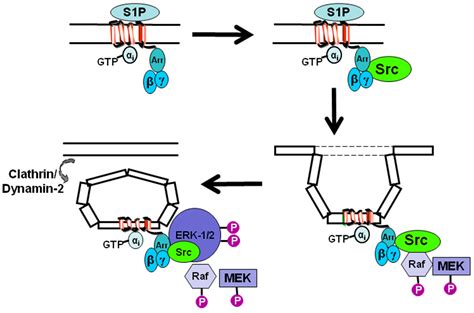 Molecules | Free Full-Text | Sphingosine 1-Phosphate Receptor 1 ...