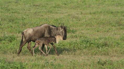 A Rare View of Wildebeest Calves - The New York Times