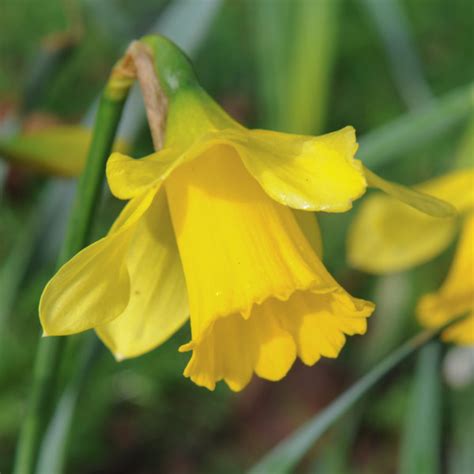 Large flowering Daffodils, King Alfred, 2kg Bulbs or buy in bulk.