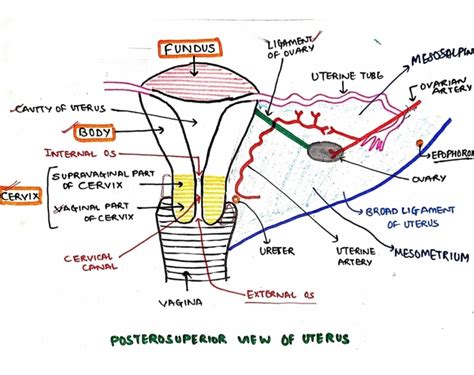 Uterus Anatomy