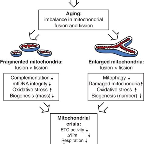 (PDF) New insights into the role of mitochondria in aging: Mitochondrial dynamics and more