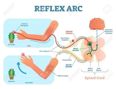 Reflex action and its conduction - Online Science Notes