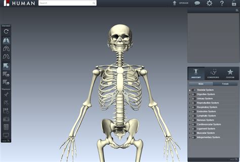 The BioDigital Human: A 3D Virtual Anatomy Atlas | Live Science