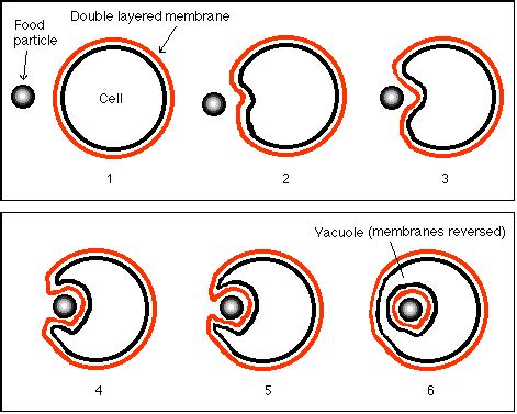 What are some examples of endocytosis? + Example