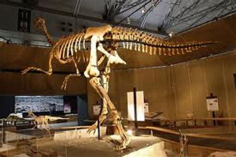 10 Interesting Gigantoraptor Facts | My Interesting Facts