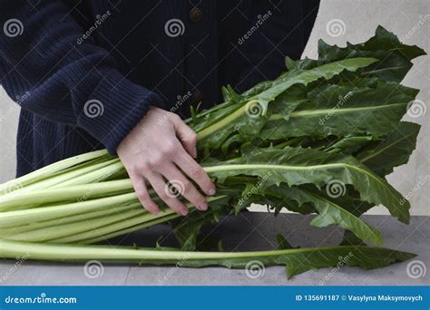 Fresh Chicory Cicoria Catalogna Salad. Stock Image - Image of background, closeup: 135691187