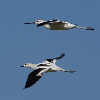 Birds Flying | Birds in flight, at Palo Alto Baylands Nature… | Flickr