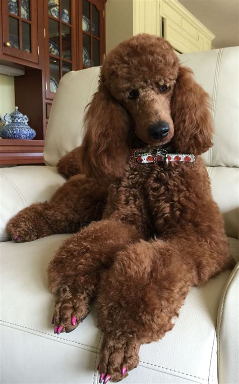 Red standard poodle Sophia | Poodle puppy, Standard poodle, Poodle