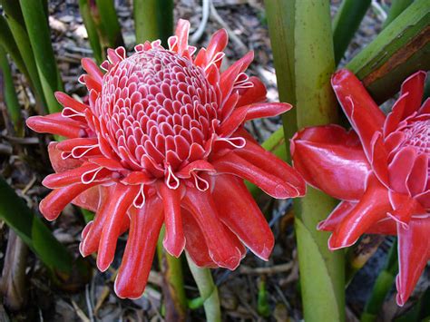 How to Plant Torch Ginger Seeds - World of Flowering Plants