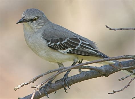 State Bird of Mississippi | Mockingbird