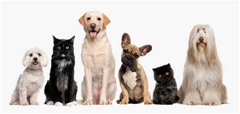 Cat Dog Grooming Pet Sitting - Cat And Dog Image Transparent Background ...