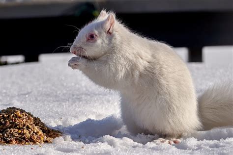 White Squirrel Symbolism (Luck and Abundance)