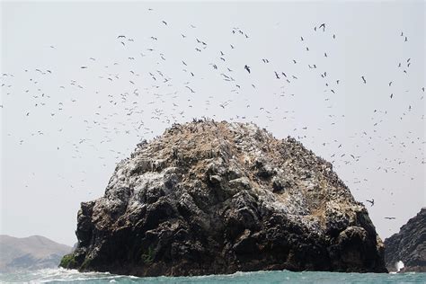 Birds Fly over a Guano Island Near Isla Photograph by Enrique Castro ...