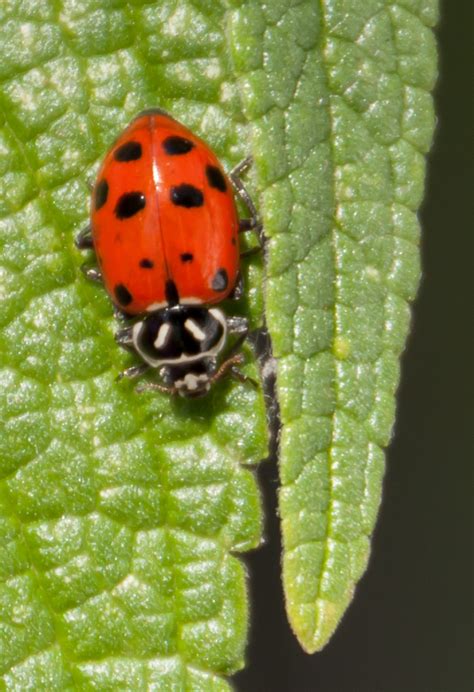 Convergent Lady Beetle | Vermont Atlas of Life