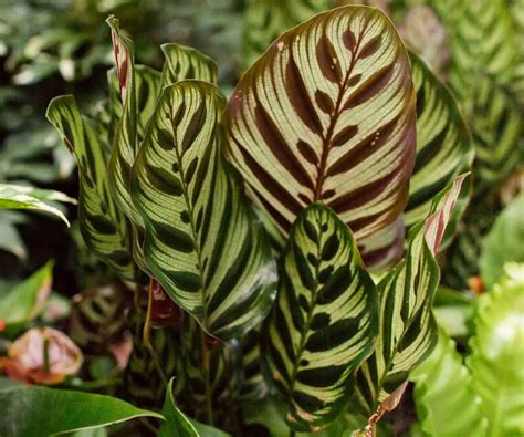 Calathea Makoyana Care Guide and Profile - The Contented Plant