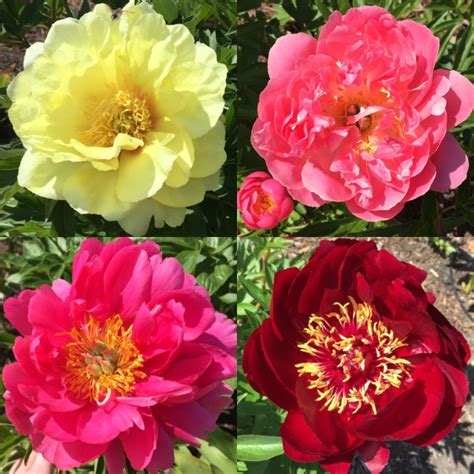 May 25 Peony Varieties and their Care “Work to Learn” Party – Sequim Botanical Garden