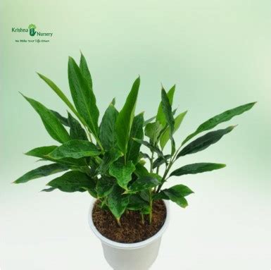 Cardamom Plant (Elaichi)