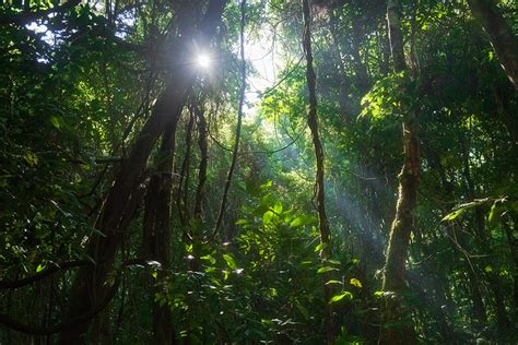 Rainforest Rays - wildroad photography